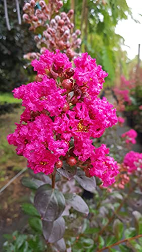 Lagerstroemia indica FUCHSIA D'ÉTÉ® 'Indyfus' / Lilas des Indes FUCHSIA D'ÉTÉ® 'Indyfus' / Conteneur de 2 à 2.9 litres/Floraison estivale