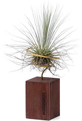 BOREEN - Plantas de Aire Tillandsia FUS con Soporte de Escritorio Decorativo (Listón de Madera de 5cm de Altura Teca)