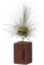 BOREEN - Plantas de Aire Tillandsia FUS con Soporte de Escritorio Decorativo (Listón de Madera de 5cm de Altura Teca)