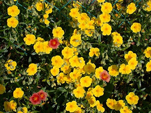 Helianthemum x cult. ca. 9x9 cm Topf - Sonnenröschen, gelbe Blüten, Blütezeit Frühjahr-Sommer, ideal für Steingärten, pflegeleicht, trockenheitsresistent