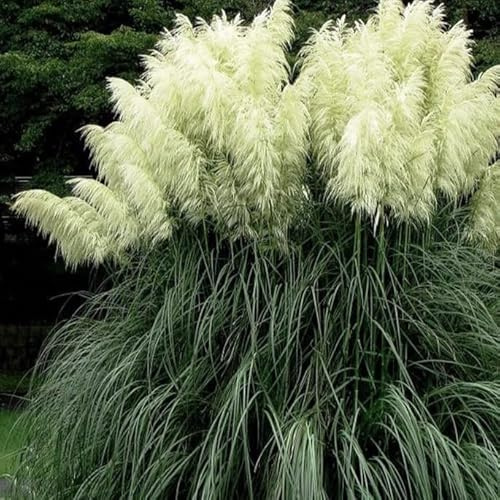 Herbe de la pampa Panache Blanche 2L - Décoration permanente des plantes