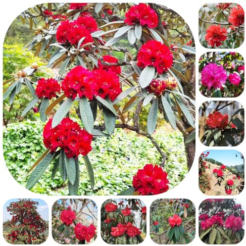 pianta di rododendro - semi - Serie Piante Rare - piante in vaso d'appartamento da balcone decorazione del balcone semi di fiori azalea all'esterno fiori in vaso da ombra resistenti 350pcs