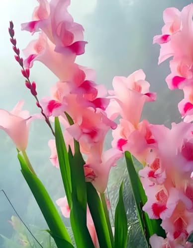 Cymbidium ，Raro Rizoma Di,Perenne resistente， Grande Formato, Perfetta Idea Regalo, Facile Da Pulire，Crescita rapida，Piantagione a sorpresa-10bulbi-e