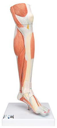 3B Scientific Menschliche Anatomie - Luxus-Muskelunterbein, 3-teilig + kostenlose Anatomie App - 3B Smart Anatomy