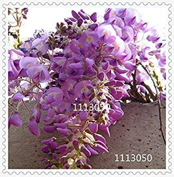 2: Wisteria Samen, Bonsai Wisteria sinensis Baum 100% echte Samen in-kind-Schießen, 100 teile/beutel