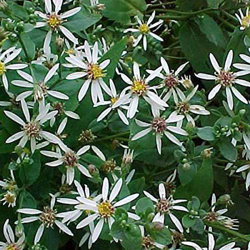 6 x Sperrige Aster - Aster Divaricatus Topf 9x9cm: Weiße Blüten, Horst bildend, für schattige Standorte.