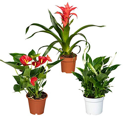 Florado - Juego de plantas de interior (flores rojas y rosas, plantas auténticas, una hoja, flamencos rojos, bromelia rosa)