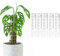 THICCLY GrowPole 2.0 Pro-5 Piece Pack. Eco-Friendly Moss Pole 15.75 Tall. Help Plants Grow into Mature Form. Stackable to GPP001 GPP001
