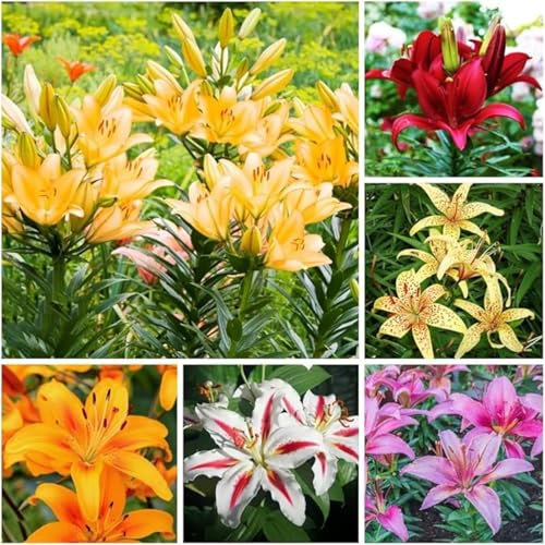 Lilien zwiebeln,Winterharte mehrjährig,lilie riesen,lilie ismene,lilienknollen,lilien deko,lilien im topf,Asiatische lilien,lilien zwiebeln Winterhart,lilien,lilie forever susan.-4zwiebeln-A