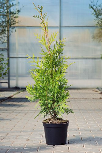 Thuja occidentalis 'Brabant' 80–100 cm – Winterhart, Immergrün, Pflegeleicht – Lebensbaum – Heckenpflanze für Garten & Sichtschutz