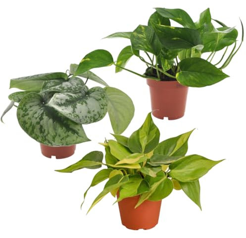 Plant in a Box - Efeutute - 3er Mix - Philodendron, Epipremnum - Höhe 25–40cm - Topf 12cm - Zimmerpflanzen - Grün