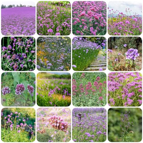 150 pcs verbenen pflanzen samen - bio saatgut balkonpflanzen eisenkraut Verbena officinalis, gartenkräuter winterharte pflanzen für garten balkon deko bodendecker pflanzen winterhart