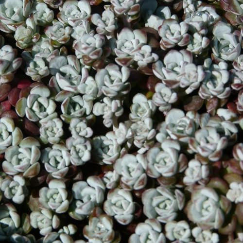 Sedum spathulifolium 'Cape Blanco' Hardy Groundcover Evergreen Succulent 1X 1 Litre Pot by Thompson and Morgan
