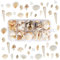 Muscheln Deko,150 Stück+ Gemischte Muscheln, Conch, Natürliche Muscheln Zum Basteln mit Loch für Strand-Mottopartys, Hochzeitsdekorationen, DIY Muschelkette, Kerzenherstellung, Aquarium, Vasenfüller