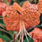 Orientalische Lilien Kollektion (2-6Pflanzen/Zwiebeln) Mix Von 3 Sorten Für Garten,3 Von Jeder Farbe,Lilien Zwiebeln Winterhart Mehrjährig,Garten Lilien Pflanzen (2Zwiebeln,A)