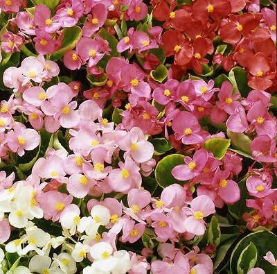 Buy4seeds Begonia SEMPERFLORENS Heaven Mix F1 50 PELLETS Easy to Grow Garden Yard Patio