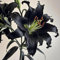 Lilien Zwiebeln winterhart mehrjährig,Hausgarten,geheimnisvolle Zauberbirne,pflanzen in Top qualität,seltene pflanzen,lilienknollen blaue,lilien im topf.-4zwiebeln-I
