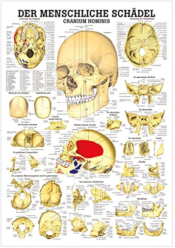 Der Schäde Lehrtafel Anatomie 100x70 cm medizinische Lehrmittel