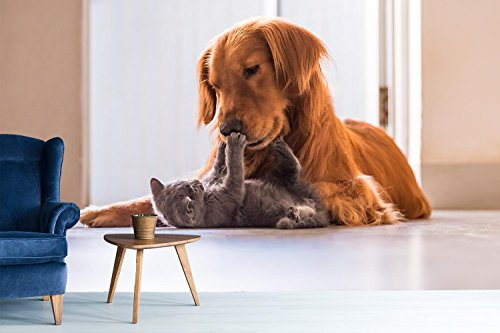 Photographic Wallpaper Vlies Tiger Vinyl Wall Paper Dog and Cat | fotomural for Walls | Tattoo | Mural | Wallpaper | Several Measures | Decoration Dining Rooms, Rooms, Bedrooms. 500x300cm