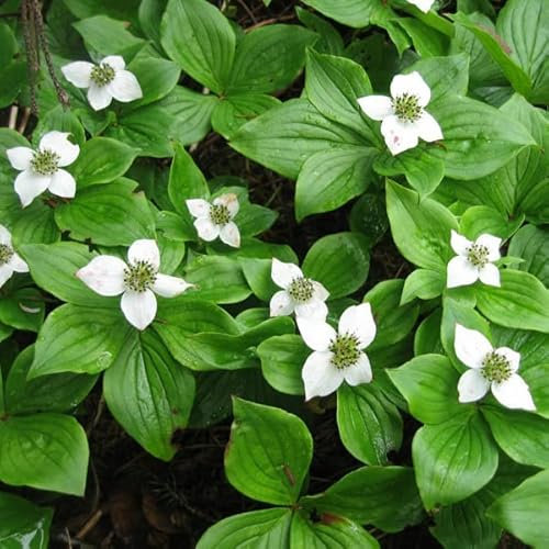 Teppich Hartriegel - Cornus canadensis 40-50 C - 20-25 cm Topf