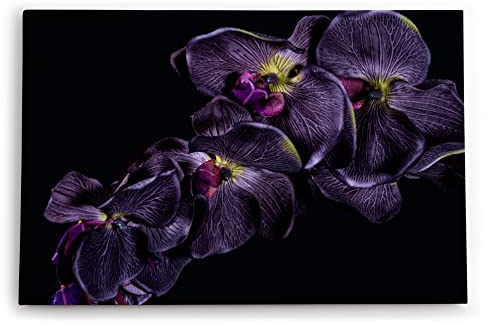 Paul Sinus Wandbild 60x40cm Dekorative Kunst Dunkele Orchidee Blume Blüte Schwarz Fotokunst