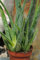 Kunert-Keramik Echte Aloe Vera,medizinisch,ca.45cm, sehr große Pflanzen (1)