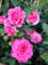 Englische Rose Sir John Betjeman im 7 Liter Rosentopf