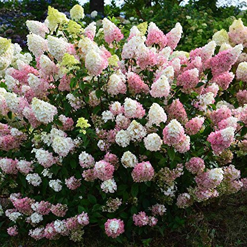 20 Stück Hydrangea Samen paniculata ‚Vanille Fraise‘ Erdbeer-Hortensie Samen Bonsai Blumensamen Topfpflanze für Hausgarten Lila