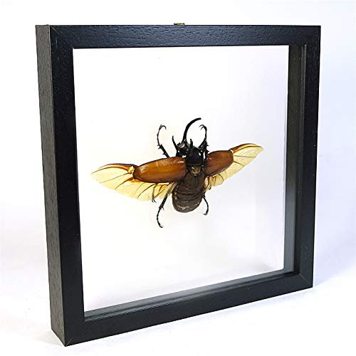 De Museumwinkel.com Eupatorus gracilicornis – Käfer fünfhörnig - Echter präparierter Insekt montiert zwischen Glas in handgefertigten Doppelglas Holzrahmen