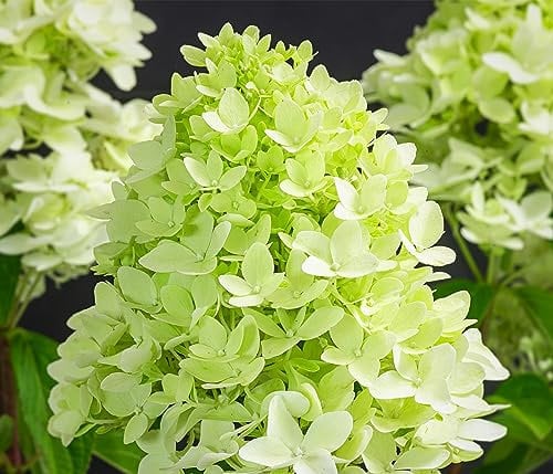 Dehner Rispen-Hortensie Limelight, weiße Blüten, ca. 30-40 cm, 5 l Topf, Zierstrauch