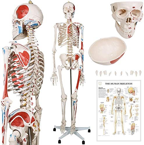 Skelett Anatomisches Modell 180 cm - mit Muskeln und beweglichen Teilen inklusive Grafik Poster, Cover, Stützrad - Modell Medical Mensch Sized Echt