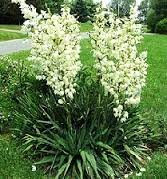 Cross Common Nursery Yucca filamentosa (AGM)
