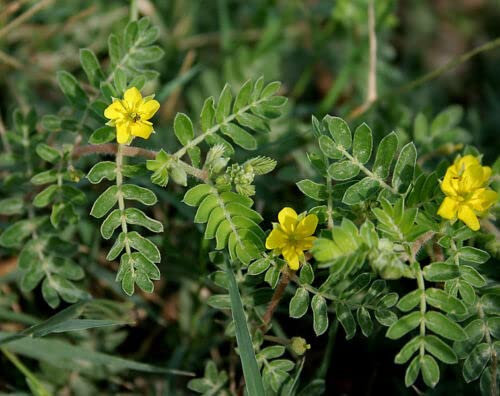 10 SEMI DI TRIBULUS TERRESTRIS