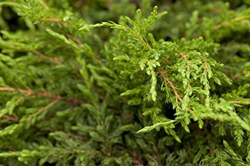 Juniperus communis 'Repanda' 15-20 cm - Kriech-Wacholder, immergrün, flachwachsend, ideal für Steingärten und Böschungen, pflegeleicht und winterhart