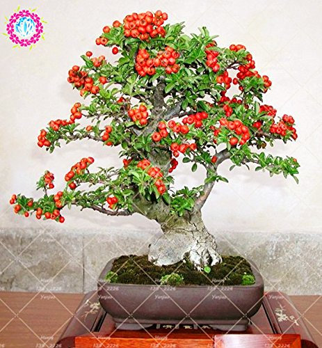 50PCS Pyracantha Semi fortuneana (Agazzino) di piante in vaso Pyracantha organici semi di frutta semi di albero da piantare giardino di casa