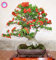 50PCS Pyracantha Semi fortuneana (Agazzino) di piante in vaso Pyracantha organici semi di frutta semi di albero da piantare giardino di casa