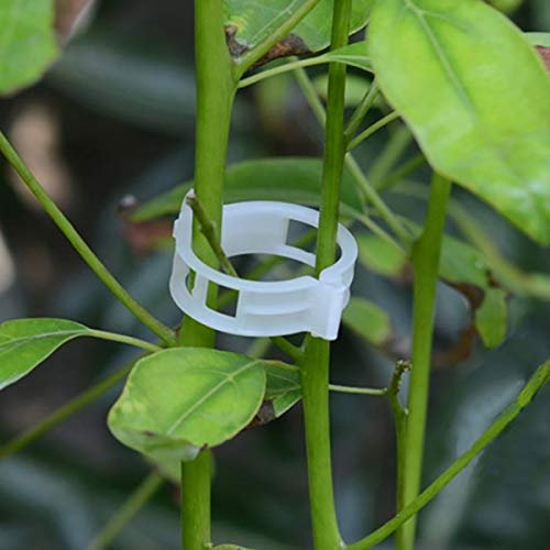 PFativant 100 pcs Plante Tuteur Support de Jardin Clips pour Les Légumes Tomate Vigne Tiges de Croissance Droit Plus Sain Environ 23mm PP Transparent