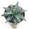 POWERS TO FLOWERS - AGAVE VICTORIA REGINAE VASO 10CM diametro, Agave Regina Vittoria, Agave, Pianta Vera