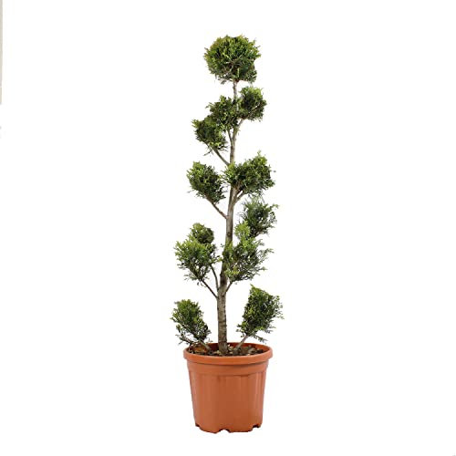KENTIS - Cupressocyparis Leylandii Gold Rider - Zypressen Pompons - Echte Pflanzen für Garten - Balkon Pflanze - Hoch 140-160 cm Topf Ø 30 cm