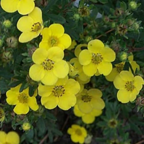 Fingerstrauch 'Sommerflor' - Potentilla fruticosa 'Sommerflor' 25-30 C -