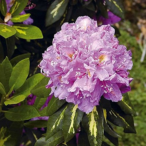 Großblumige Rhododendron Goldflimmer 25-30cm - Alpenrose