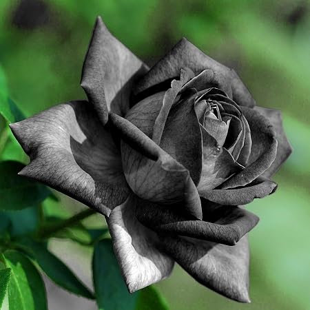 50 graines de fleurs de rose noire.