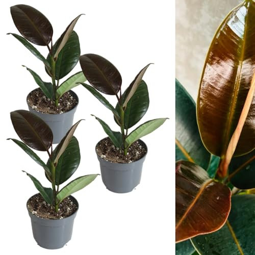 Carbeth Plants - 3 x Rubber Plant Ficus Melany Indoor Plant in 8cm Pots - Live Air Purifying Evergreen Green Burgundy Foliage Houseplant - Easy to Care For Beginner Friendly - Ideal for Home or Office