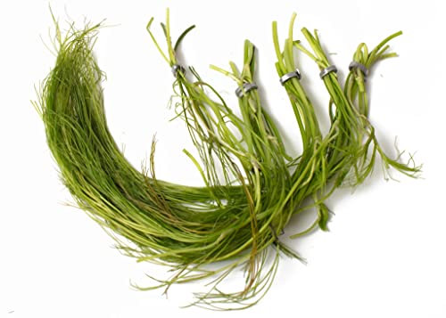 Lincolnshire Pond Plants Ltd Ranunculus aquatillis Oxygenating Pond Plant - Fish or Wildlife Pond and bog Aquatic Plants - 2 Bunches