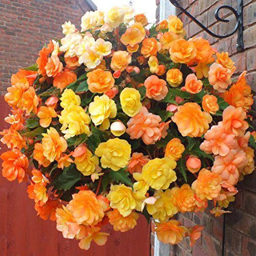 YouGarden Begonia 'Apricot Fiery Shades' - New Improved, 20 x Tubers