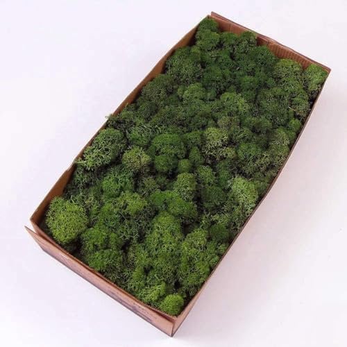 prefleur konservierte pflanzen Rentiermoos, natürliches Grün, DIY-Set, Gartenkunst, Wanddekoration, Floristen-Dekor, Oster-Tischdekoration, Hochzeitsdekoration(370g) (grün-06)