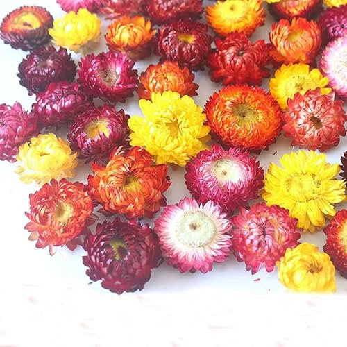 SUKORI 100 Uds. Cabezas de crisantemo de Paja Seca Margarita de Flores secas Naturales Vela Decorativa DIY decoración de Boda para el hogar para Manualidades