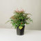 Plantì NANDINA DOMESTICA. Arbusto, Pianta Sempreverde da Esterno con Vaso da 19cm-Piante vere da Esterno, Giardino e Terrazzo. 6 mesi di Concimazione. Idea Regalo Pianta da Esterno (Moonbay)