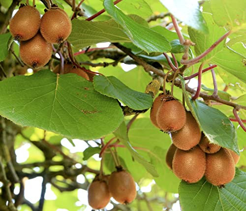 Dehner Kiwi Hayward, weibliche Sorte, pelzige braune Schale mit grünem Fruchtfleisch, ca. 50-70 cm, Obstpflanze