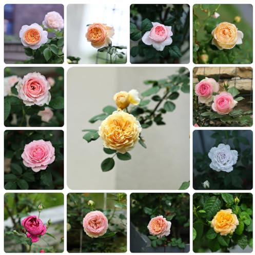 300 piezas semillas resistentes de rosal - regalos de jardín, plantas de balcón (Rosa chinensis) Plante flores tempranas, plantas de exterior. regalos jardín, planta trepadora flores